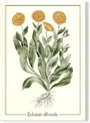 Calendula Botanical Art Print – Floral Illustration 1