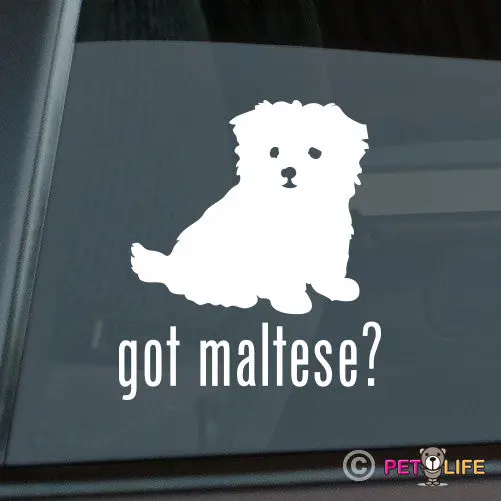 'Got Maltese Puppy' Charming Sticker - Tiny Dog Enthusiast Gift 1