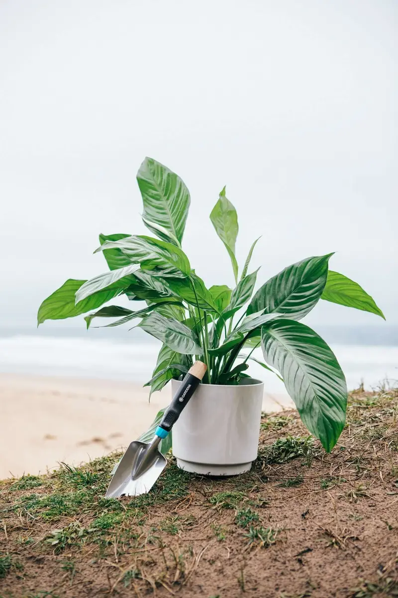 Limited-Edition Ocean-Themed Ceramic Plant Pots By Gardena (Set Of Two) 1