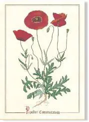 Poppy Botanical Art Print – Floral Illustration 1